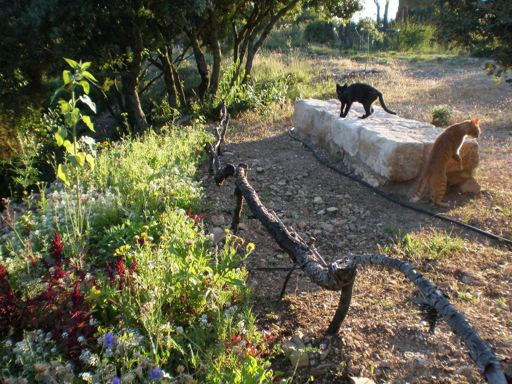 Mas Del Salin Villa Cornudella de Montsant Kültér fotó